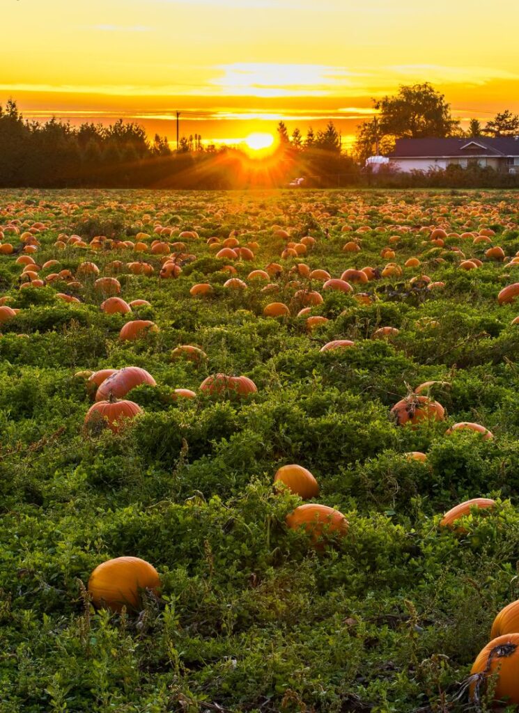 a cozy pumpkin patch atmosphere