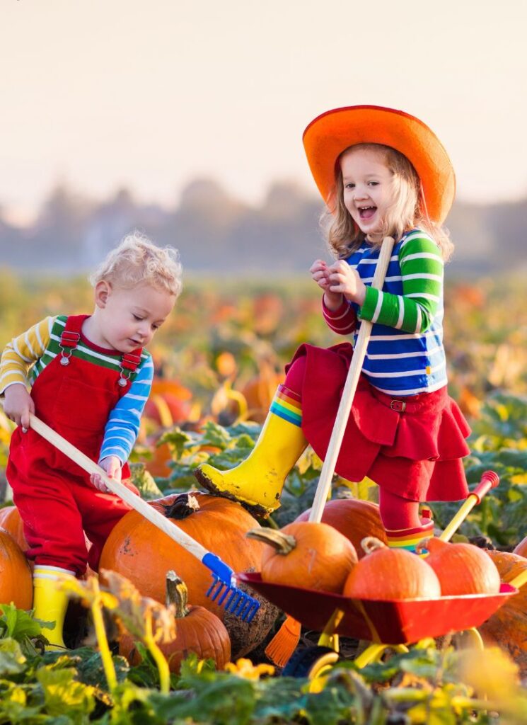 a pumpkin patch picking